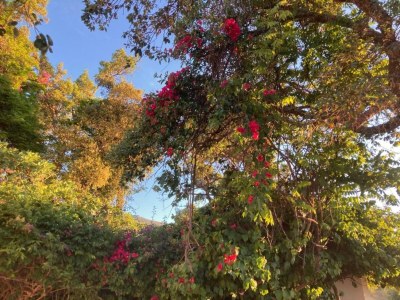 Villa Villa mit Gartenoase in Monchique - Environment photo 34