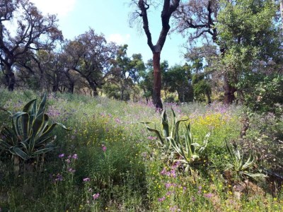 Villa Villa mit Gartenoase in Monchique - Environment photo 36
