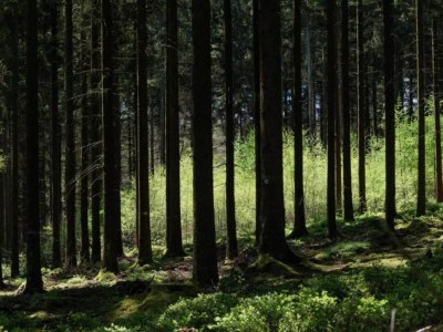 Holiday house Ferienhaus in Ardennen mit Terrasse - Environment photo 25