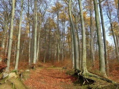 Apartment Ferienwohnung in Löwensen mit eigener Terrasse - Environment photo 24