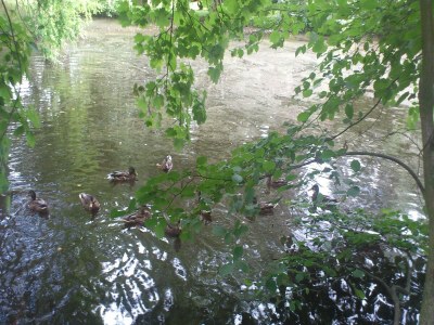 Apartment Charmantes Refugium, Ballenstedt - Outdoor photo 40