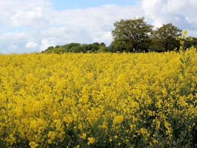 Holiday apartment Möwenstieg - Environment photo 12
