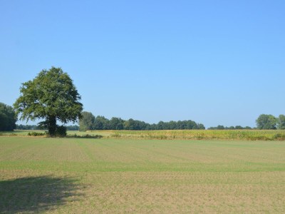 Holiday house Farmhouse in Geesteren near Forests - Outdoor photo 6