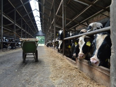 Holiday house Farmhouse in Geesteren near Forests - Environment photo 25