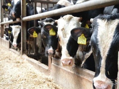 Holiday house Farmhouse in Geesteren near Forests - Environment photo 30