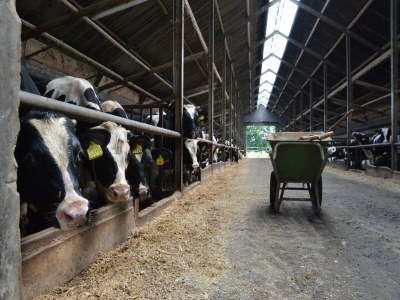 Holiday house Farmhouse in Geesteren near Forests - Environment photo 31