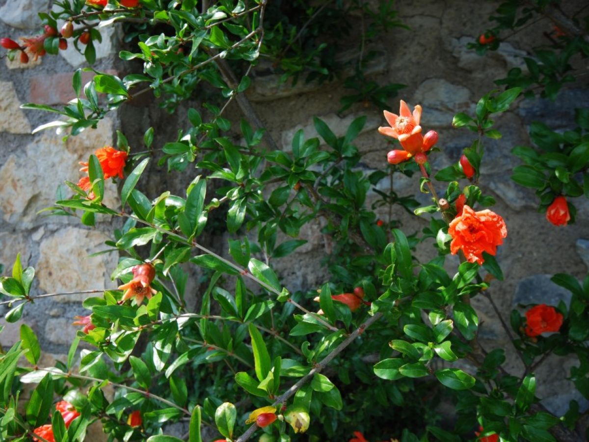 Holiday apartment Melograno - Il Melo - Outdoor photo 4