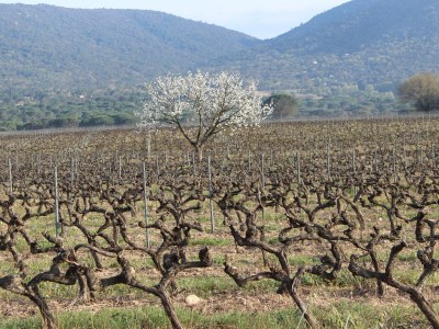 Holiday house Mas de Saint Pierre - Environment photo 36