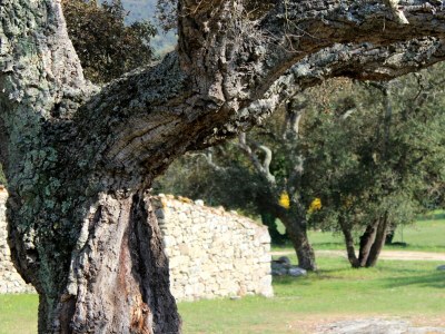 Holiday house Mas de Saint Pierre - Environment photo 39