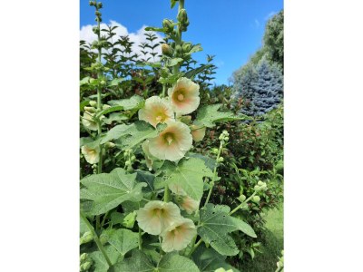 Holiday house Zum-kleinen-Maulwurf - Outdoor photo 10