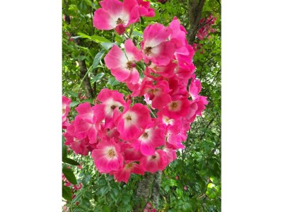 Holiday house Zum-kleinen-Maulwurf - Outdoor photo 11