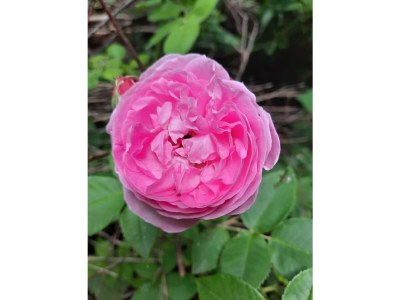 Holiday house Zum-kleinen-Maulwurf - Outdoor photo 12