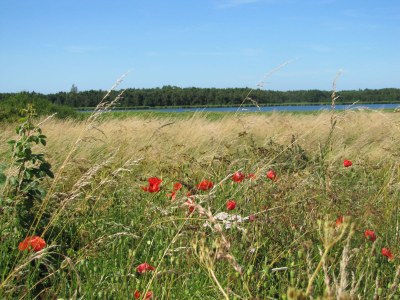 Holiday house Zum-kleinen-Maulwurf - Environment photo 25