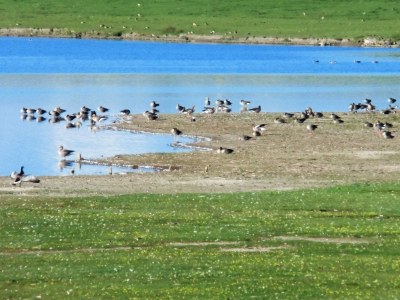 Holiday apartment Gröde in Haus Halligblick - Environment photo 11