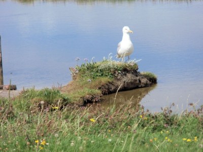 Holiday apartment Gröde in Haus Halligblick - Environment photo 15
