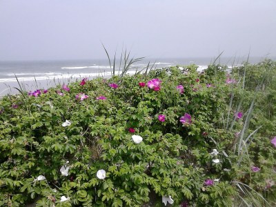 Holiday apartment Lagoon on the Wadden See on Wangerooge - Environment photo 14