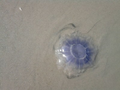 Holiday apartment Lagoon on the Wadden See on Wangerooge - Environment photo 22