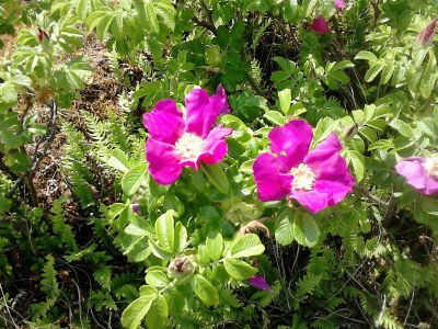 Holiday apartment Lagoon on the Wadden See on Wangerooge - Environment photo 27