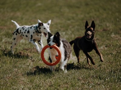 Chalet 1 in Feriendorf Oberreit - Environment photo 17