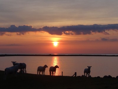 Holiday apartment 4 mit Balkon, strandnah - Environment photo 21