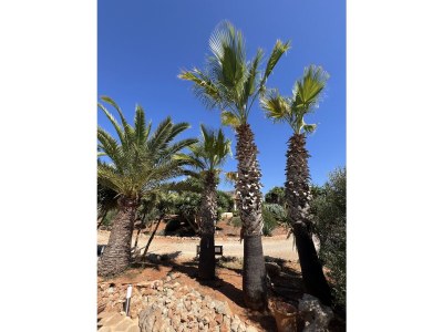 Finca My Life - Outdoor photo 5