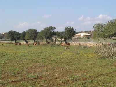 Finca My Life - Environment photo 32