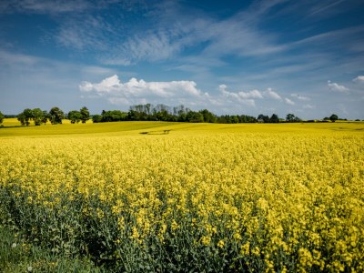 Holiday house At the Old Lübberstorf Manor - Environment photo 30