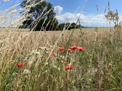 Holiday house At the Old Lübberstorf Manor - Environment photo 36