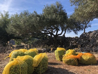 Holiday house KuÄ - Environment photo 37