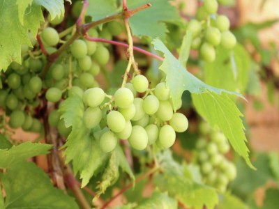 Holiday house Holiday Home Montaigu-de-Quercy Lake - Environment photo 29