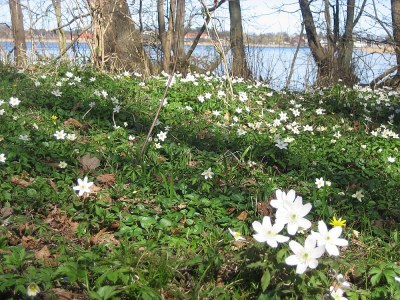Apartment Ostseezauber - Environment photo 19