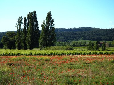 Holiday house "La Placette" in Bizanet - Environment photo 14