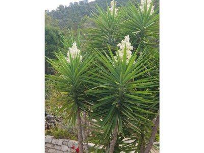 Holiday house Jakov direct on the Sea - Outdoor photo 24