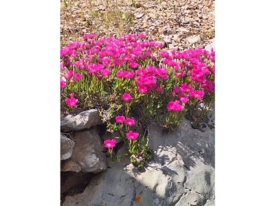 Holiday house Jakov direct on the Sea - Outdoor photo 35