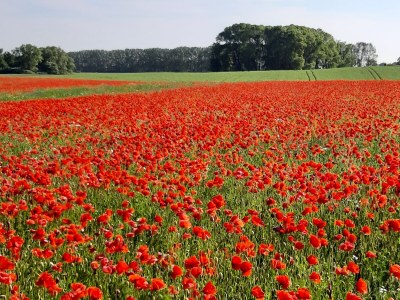 Holiday apartment Feriennest Sylvin - Environment photo 28