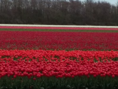 Holiday apartment Zanddijk 213 - Environment photo 30