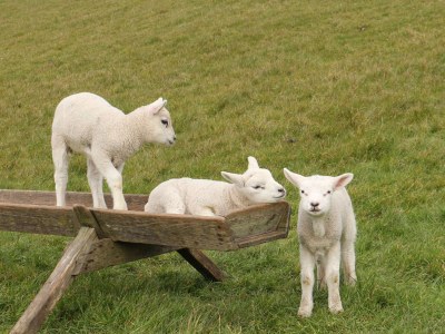 Holiday house Paal 774 Villapark Residentie Texel - Environment photo 21