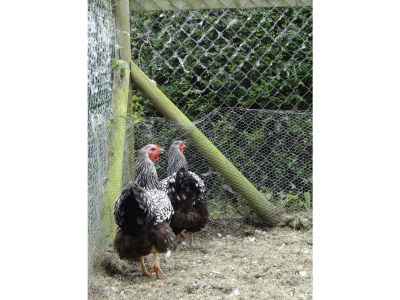 Holiday apartment de Schelp - Outdoor photo 3