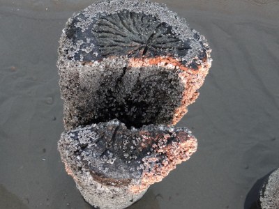 Holiday apartment de Schelp - Environment photo 16