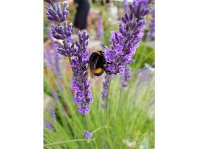 Holiday apartment Müller - Features photo 32