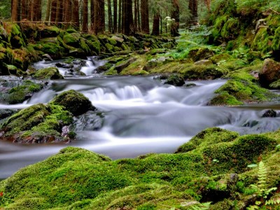 Holiday apartment im Haus am Bramersbach - Environment photo 18