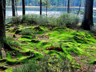 Holiday apartment im Haus am Bramersbach - Environment photo 19