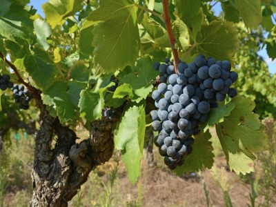 Villa Elegantes Haus mit Swimmingpool in Hérault - Environment photo 31