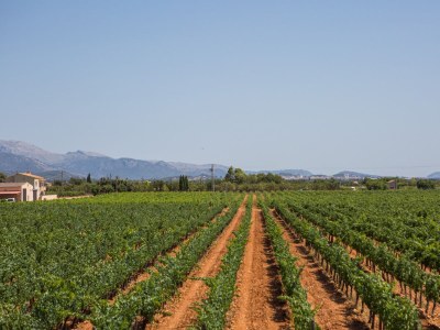 Finca Es Blanquer De Na Fani - Environment photo 60
