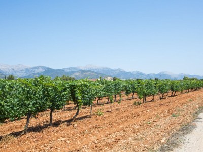 Finca Es Blanquer De Na Fani - Environment photo 61