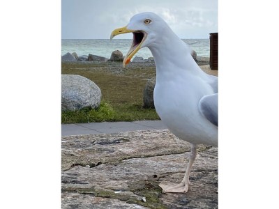 Holiday house Meeresbraut - Environment photo 23