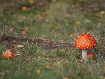 Holiday house Meeresbraut - Environment photo 28