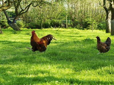 Holiday house Landlust - Environment photo 17