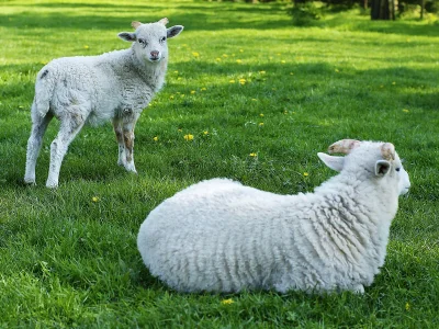 Holiday house Landlust - Environment photo 19