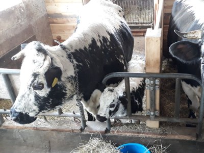 Holiday apartment Finggeneislerhof - Outdoor photo 7